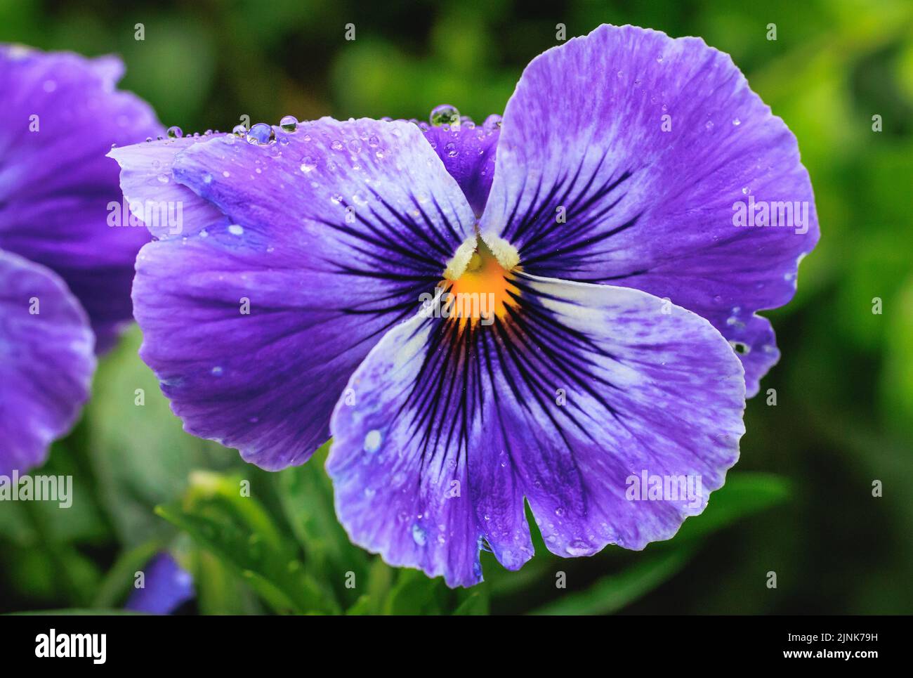 Nahaufnahme einer nassen Stiefmütterchenblume Stockfoto