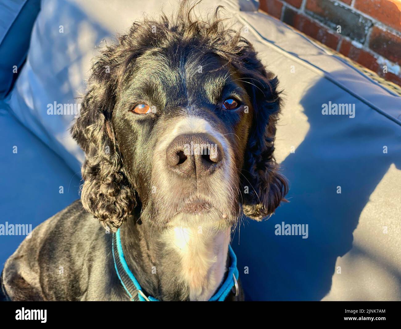 Cocker Spaniel Hund draußen in der Sonne Stockfoto