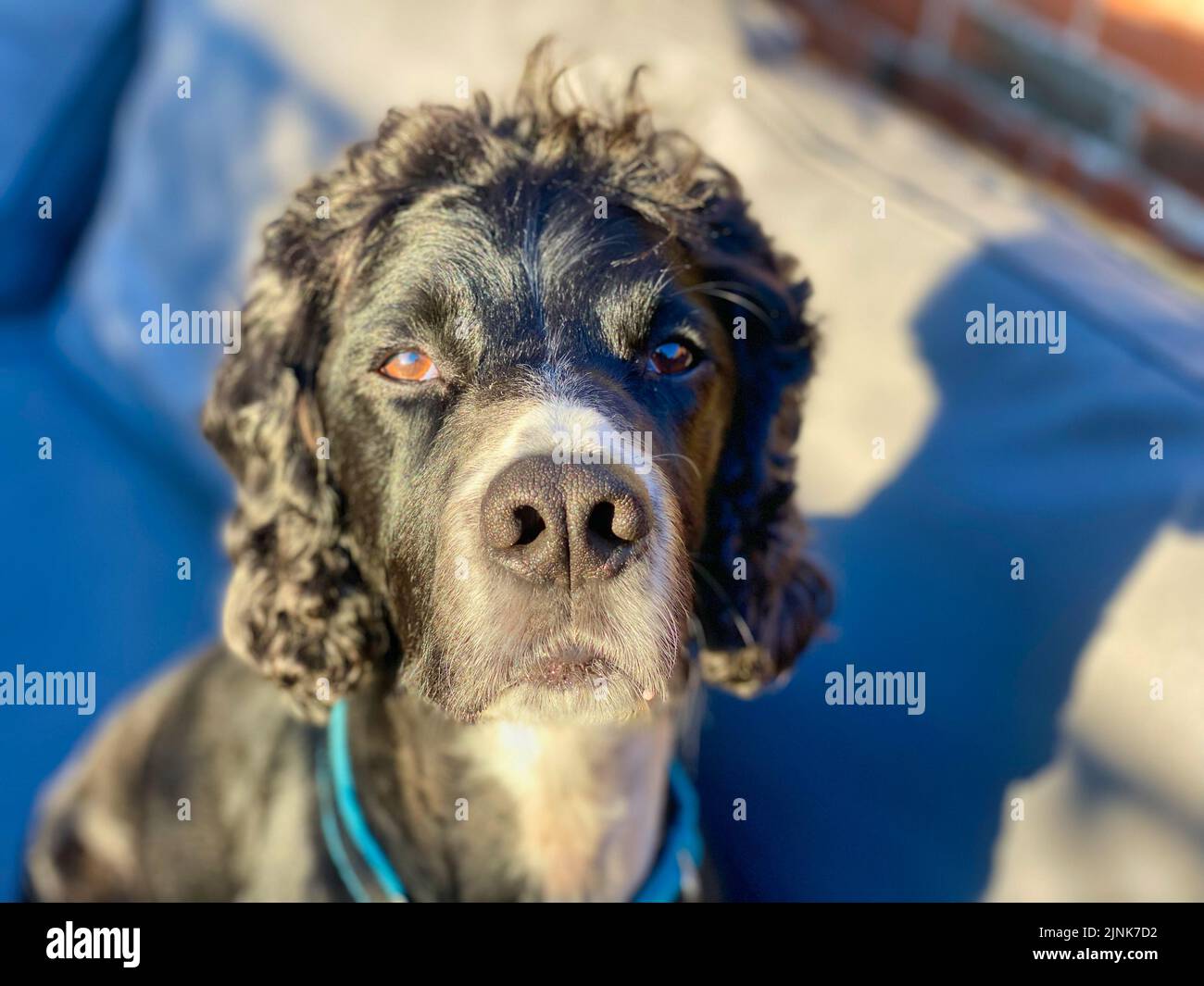 Cocker Spaniel Hund draußen in der Sonne Stockfoto