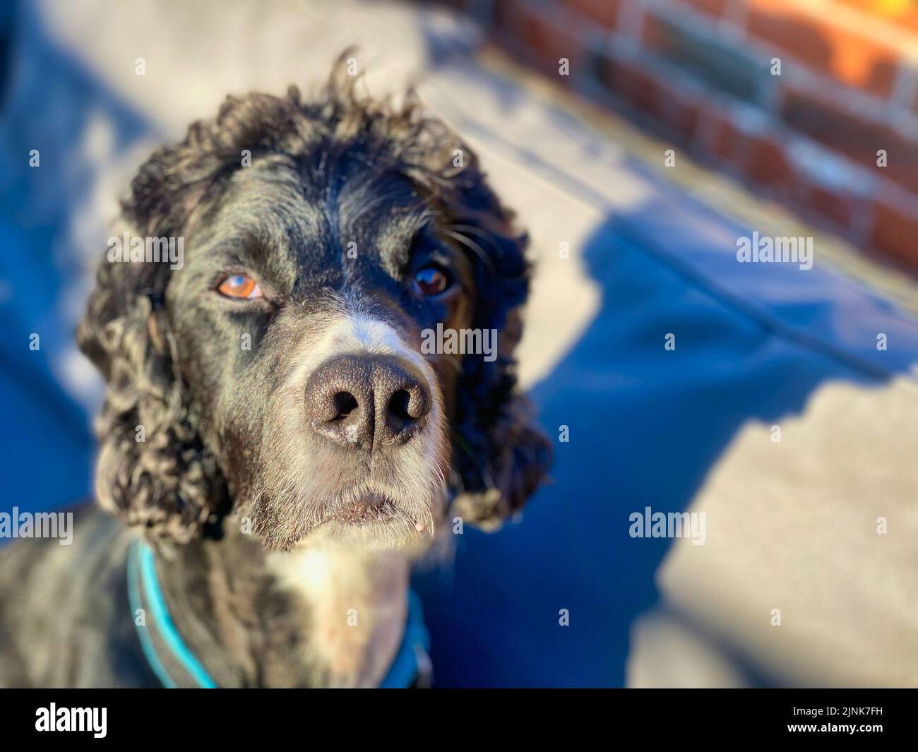Cocker Spaniel Hund draußen in der Sonne Stockfoto