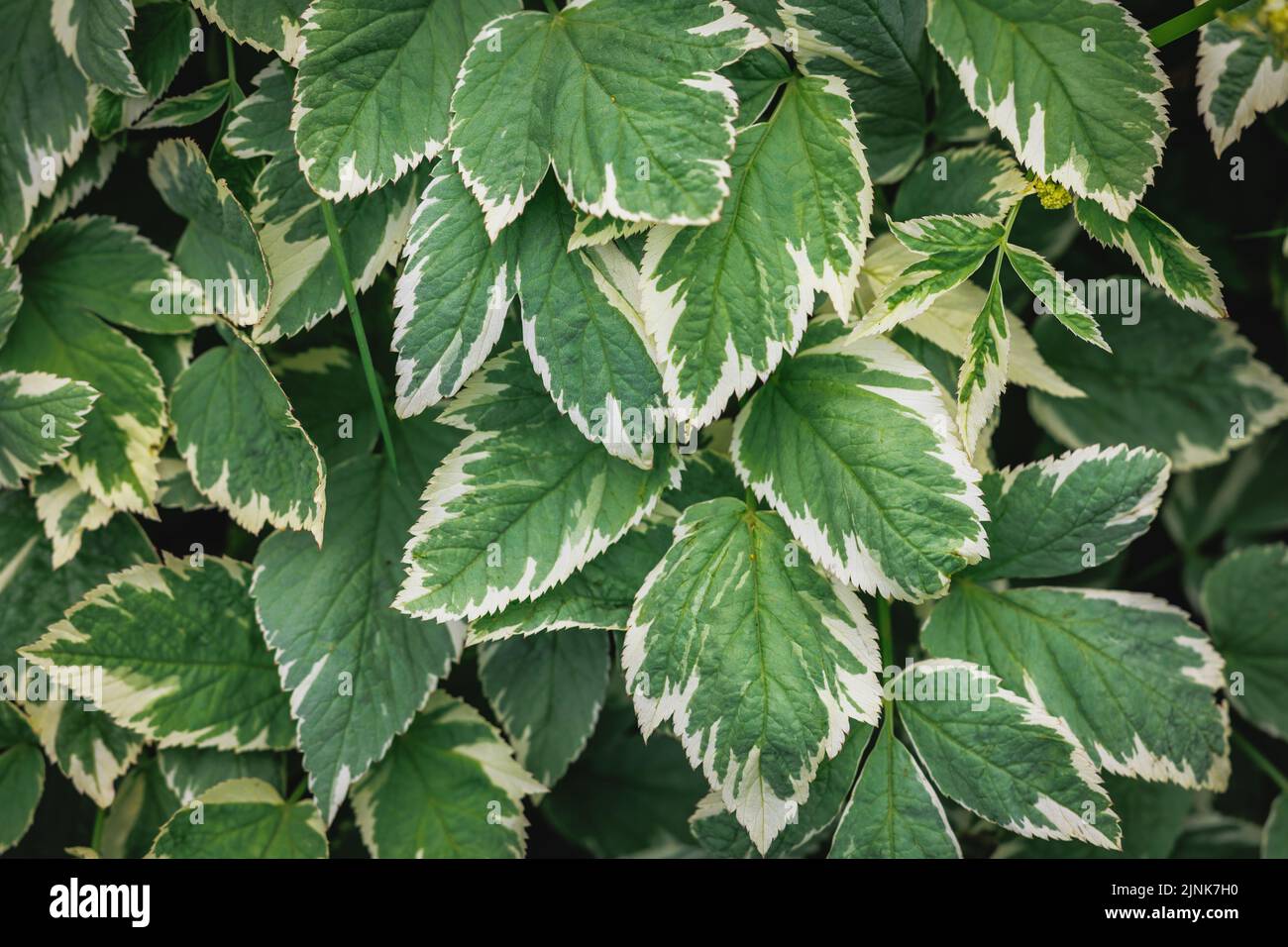 Eine ornamentale Form mit den bunten Blättern Aegopodium podagraria - Bodenstieler Stockfoto