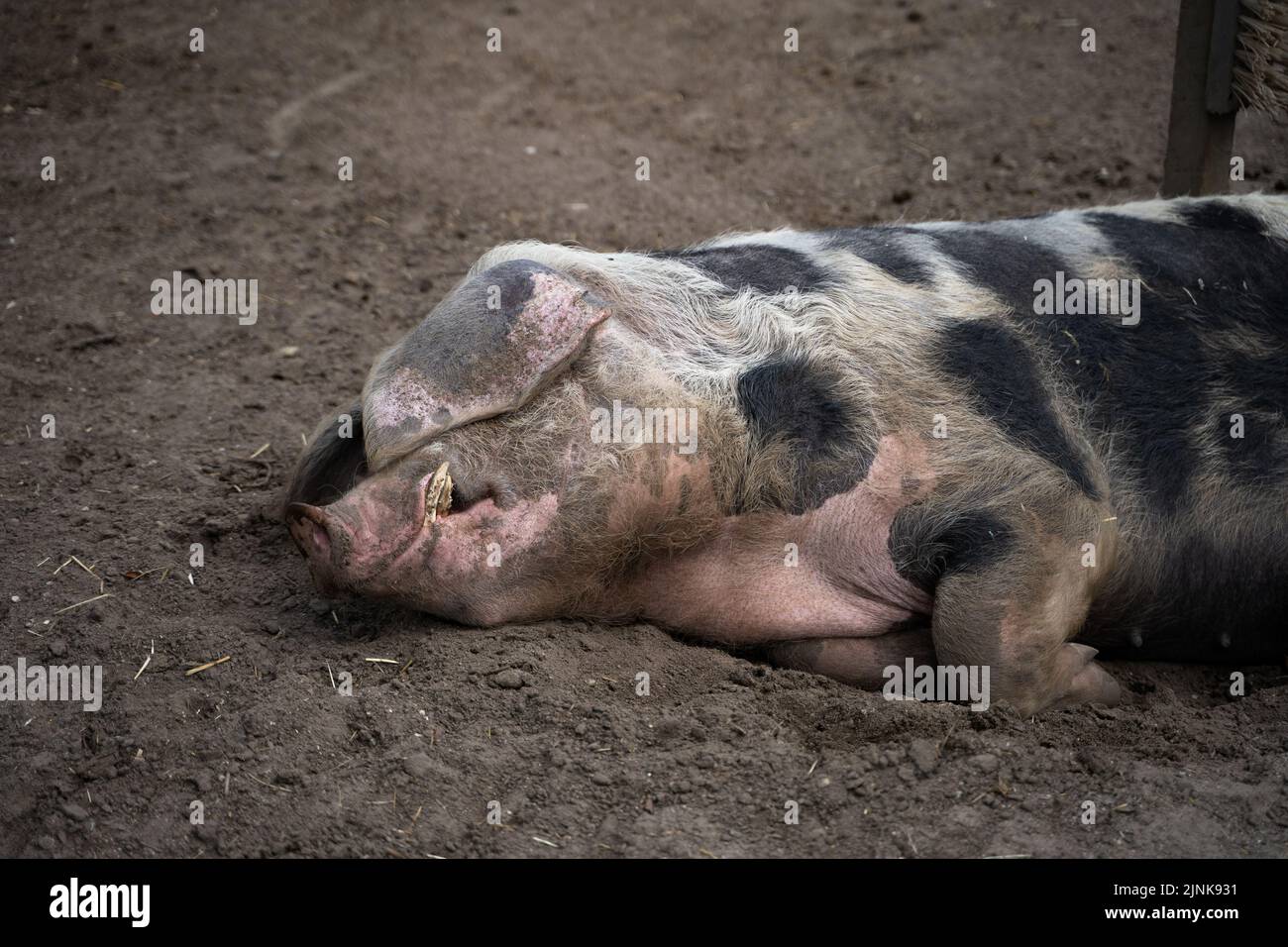 Eine Nahaufnahme eines Schwarzschweins aus Bentheim, das auf dem Boden schläft. Stockfoto