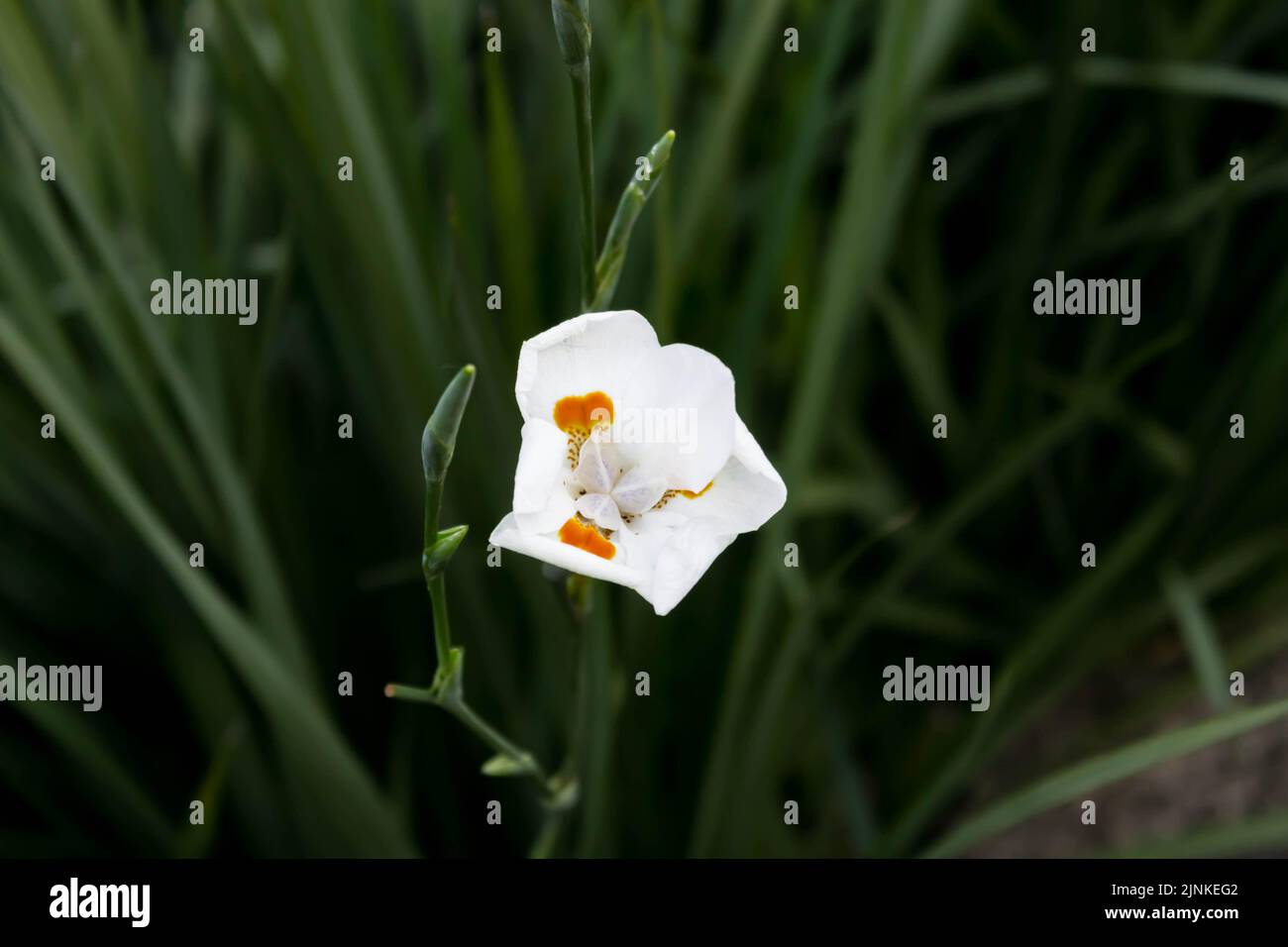 Iris Africana (Dietes iridioides) Stockfoto