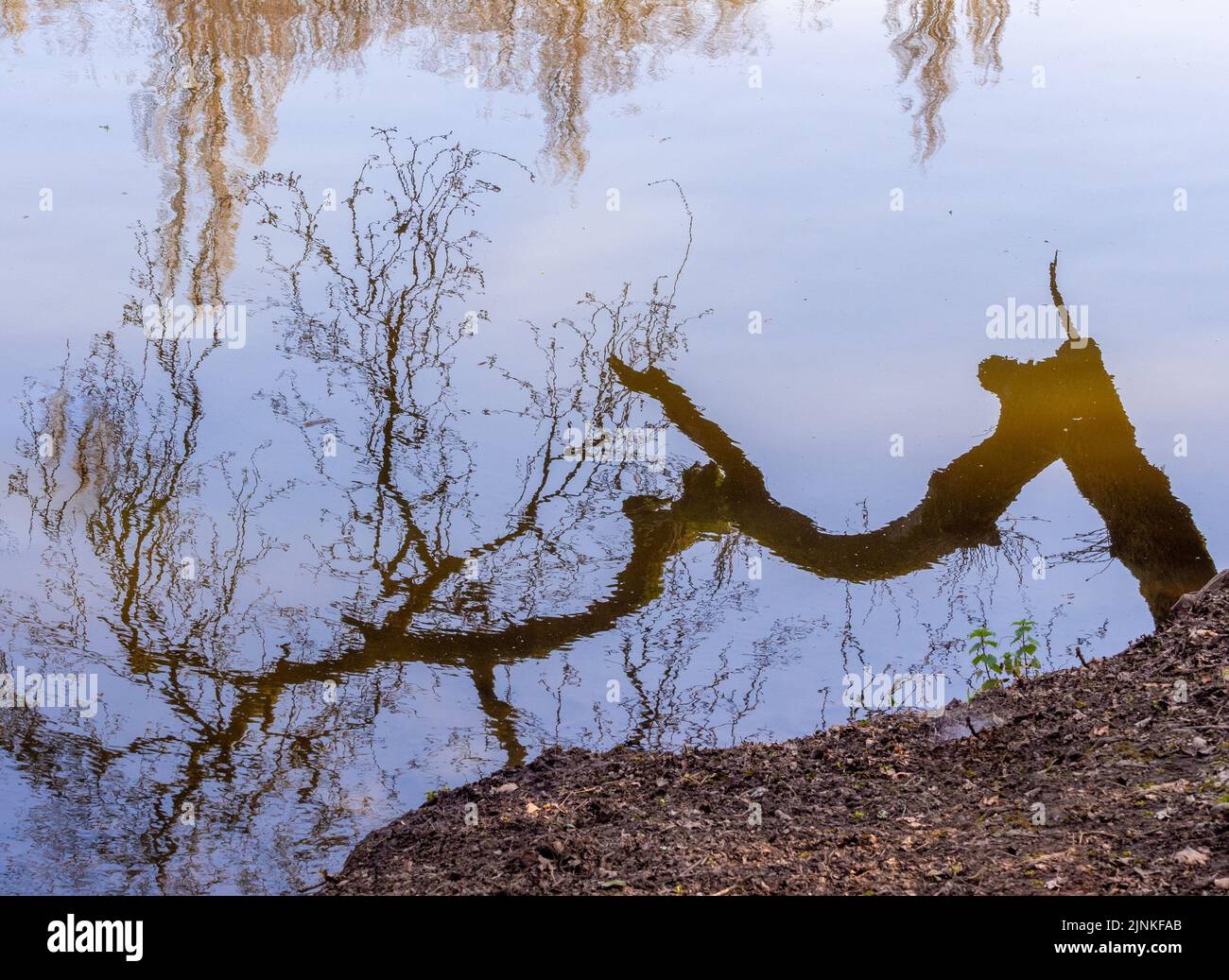 Spiegelung von Winterbaumzweigen im Fluss Bollin im Styal Country Park, Wilmslow, Chesshire, Großbritannien Stockfoto