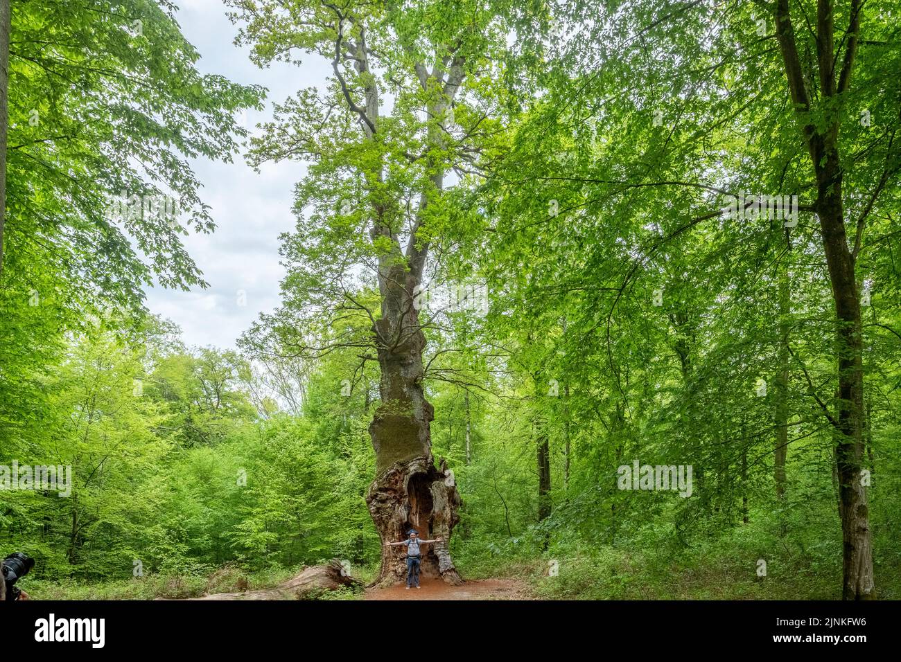 Frankreich, Oise, Picardie, Saint Jean aux Bois, Compiegne Forest, die Eiche von Saint Jean eine der ältesten Waldeichen Frankreichs (Quercus petraea) // Fran Stockfoto