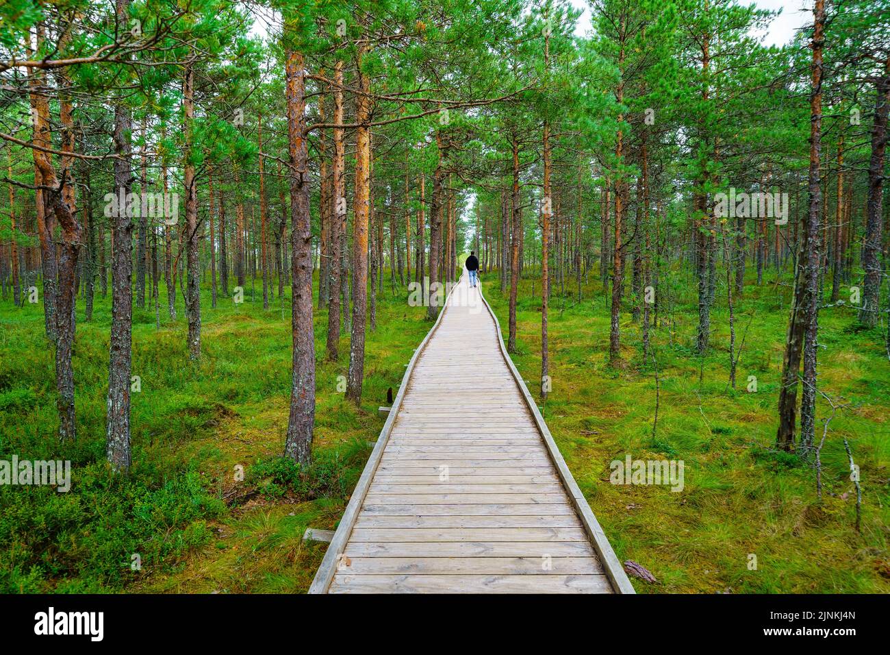 Holzplankenweg im Wald und Mann zu Fuß im Hintergrund. Stockfoto