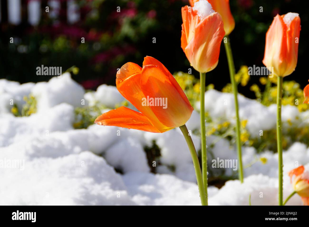 An einem sonnigen apriltag, an dem der Winter eine Weile zurückkam, war eine leuchtend orange Tulpe mit Tröpfchen geschmolzenem Schnee bedeckt Stockfoto