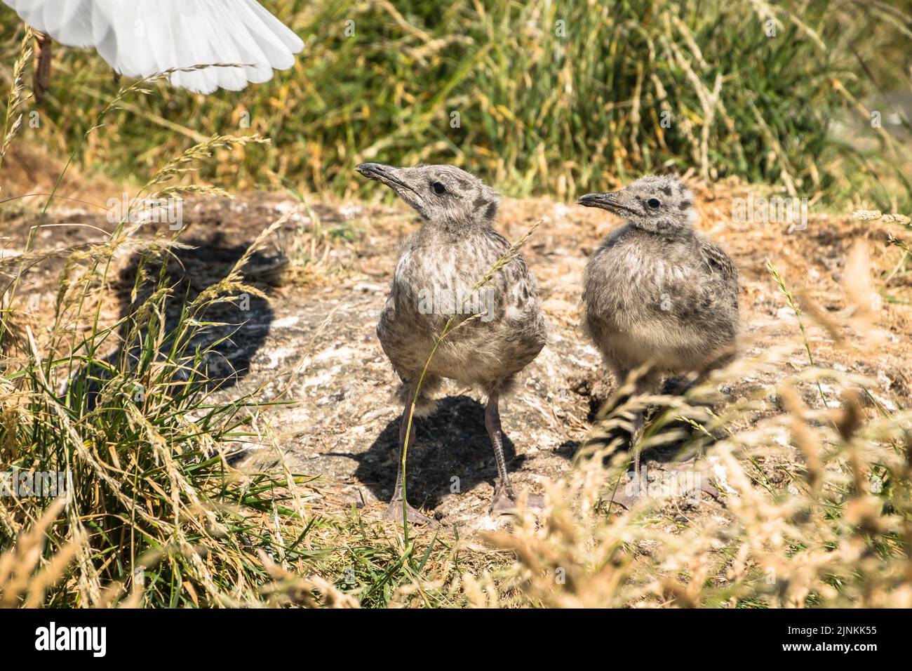 Zwei kleinere Möwenküken mit schwarzem Rücken sehen aus, als ihre Eltern wegfliegen, Inchcolm Stockfoto