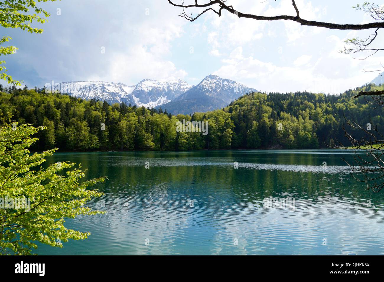 Transparentes smaragdgrünes Wasser des Alatsees in Füssen in Bayern, Deutschland Stockfoto