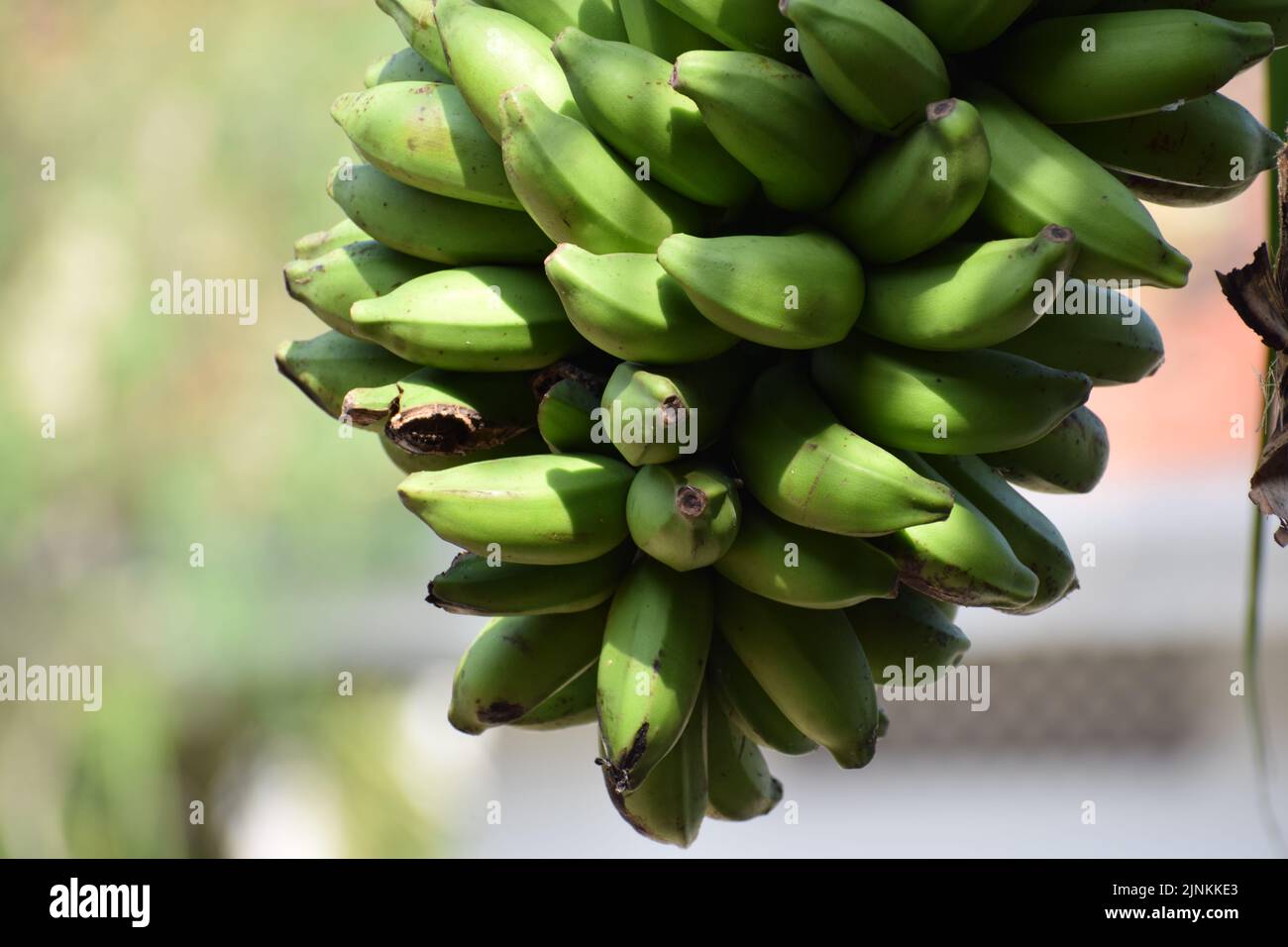 Heiße Banane Stockfoto