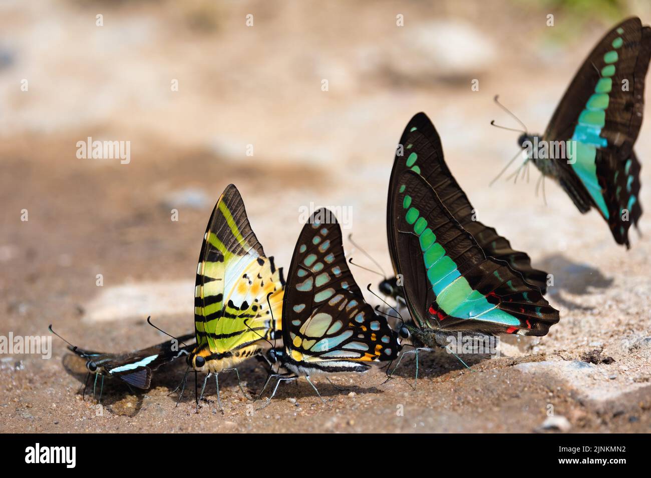 Verschiedene tropische Schwalbenschwanzarten, die Wasser auf nassem Boden trinken: Grüner Dragontail, Fivebar-Schwertschwanz, Äderhäher, Blaues Dreieck. Nordthailand Stockfoto