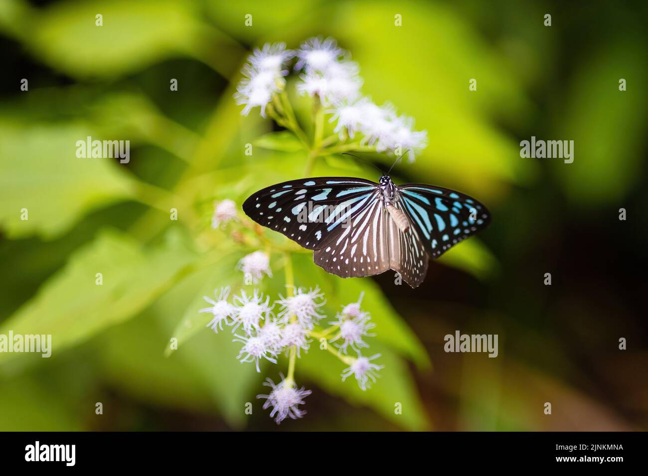 Flugaufnahme eines Schmetterlings eines Schwarzblauen Tigers (Tirumala septentrironis) Stockfoto