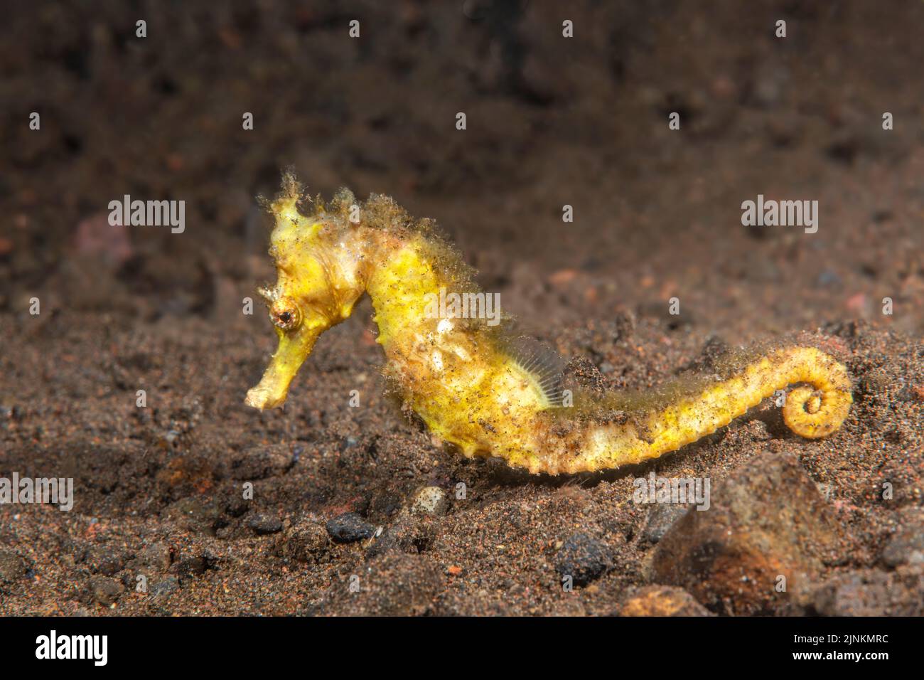 Ein schönes, fragiles Seepferd ruht auf dem schleimenden Grund in Indonesien, Stockfoto