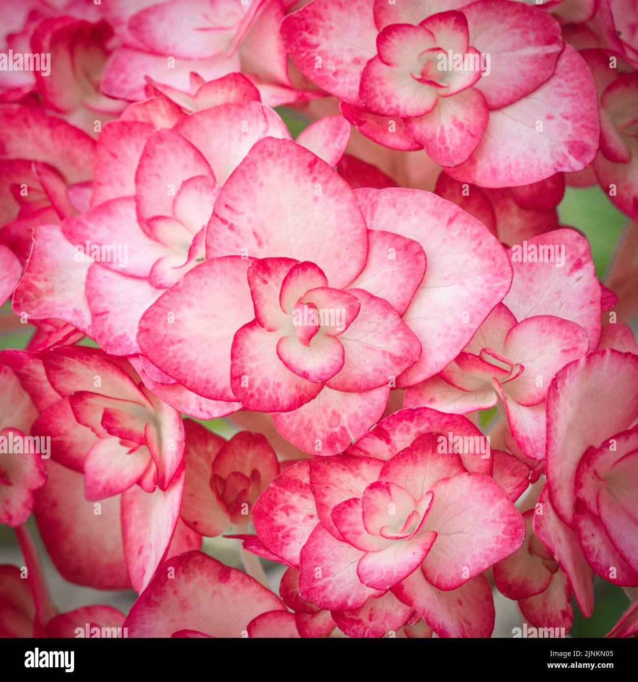 Rosa, Hortensien, Hortensien macrophylla, Rosa, Hortensien Stockfoto