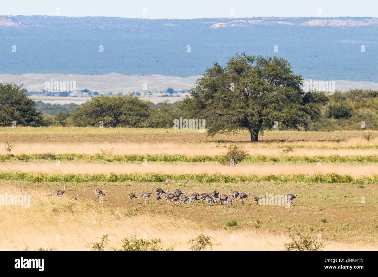 Calden, Prosopis Caldenia) in der Landschaft von Pampas, typischer Baum der Pampaebene, Provinz La Pampa, Patagonien, Argentinien. Stockfoto