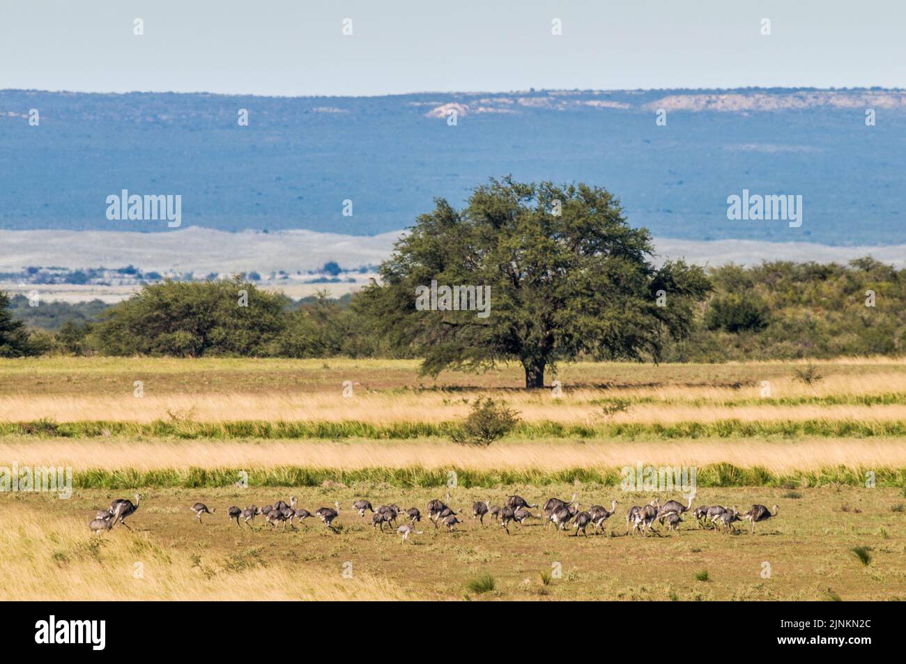 Calden, Prosopis Caldenia) in der Landschaft von Pampas, typischer Baum der Pampaebene, Provinz La Pampa, Patagonien, Argentinien. Stockfoto