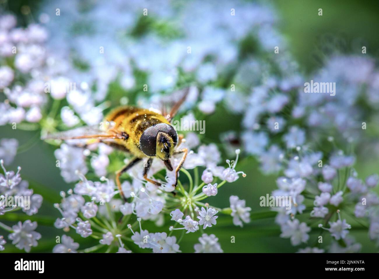 Honigbiene, Bestäubung, Honigbienen, Bestäubung Stockfoto