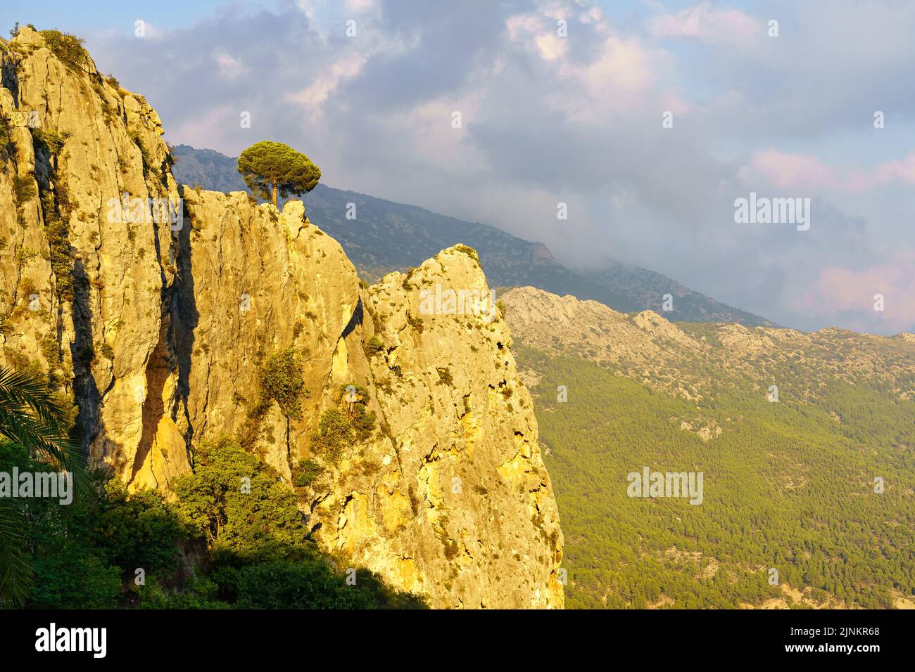 Kleiner Baum auf einer felsigen Klippe mit goldenem Licht bei Sonnenuntergang. Stockfoto