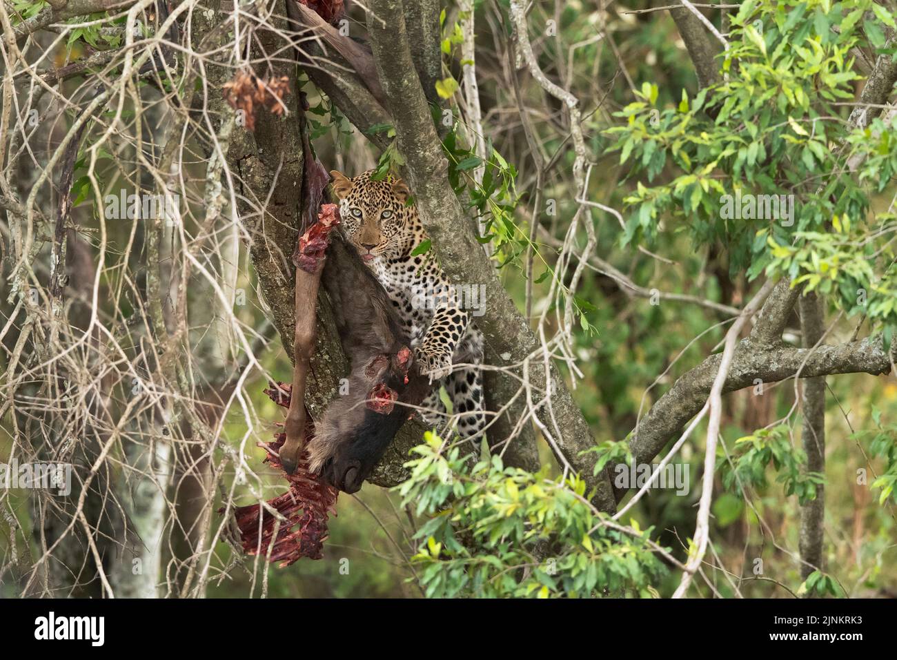 Das Bild des Afrikanischen Leoparden (Panthera Prdus pardus) mit Tötung wurde in Masai Mara, Kenia, aufgenommen. Stockfoto