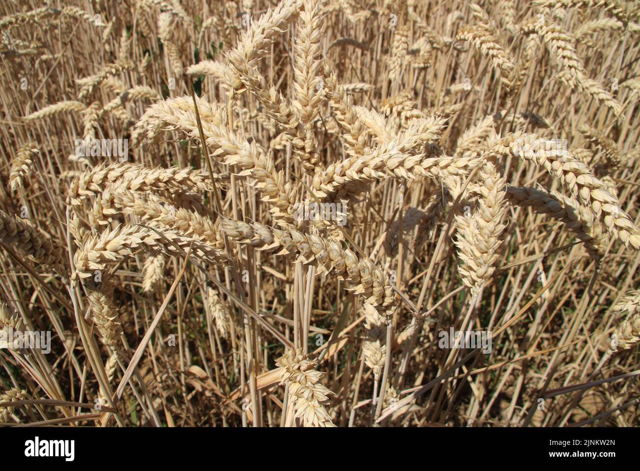 Blick auf ein Getreidefeld im Sommer Stockfoto