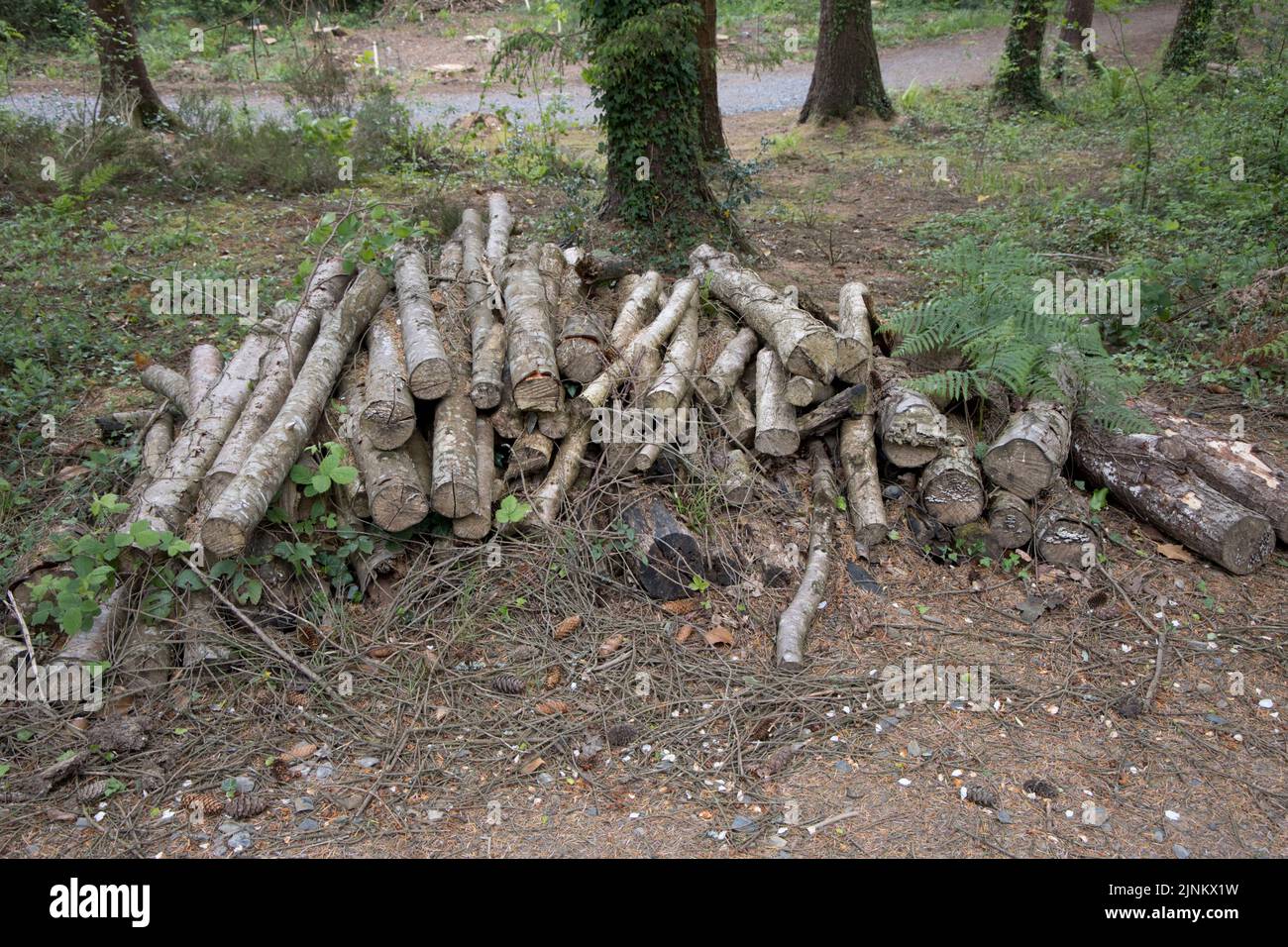 Holzhaufen als Lebensraum für Insekten im RHS Garden Rosemoor North Devon hinterlassen Stockfoto