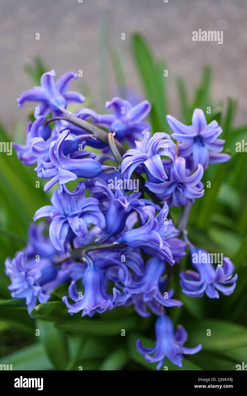 Blaue Hyazinthe mit weichen Blütenblättern und grünen Blättern, blühende Hyazinthe im Garten, blaue Frühlingsblumen, blaues Hyazinth Makro, Blumenfoto, Makrofoto Stockfoto
