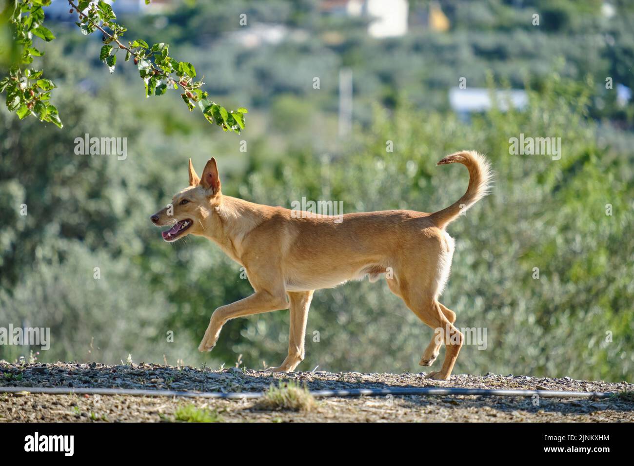 Junger brauner andalusischer Hund, der durch das Feld läuft, Jagdhund ...