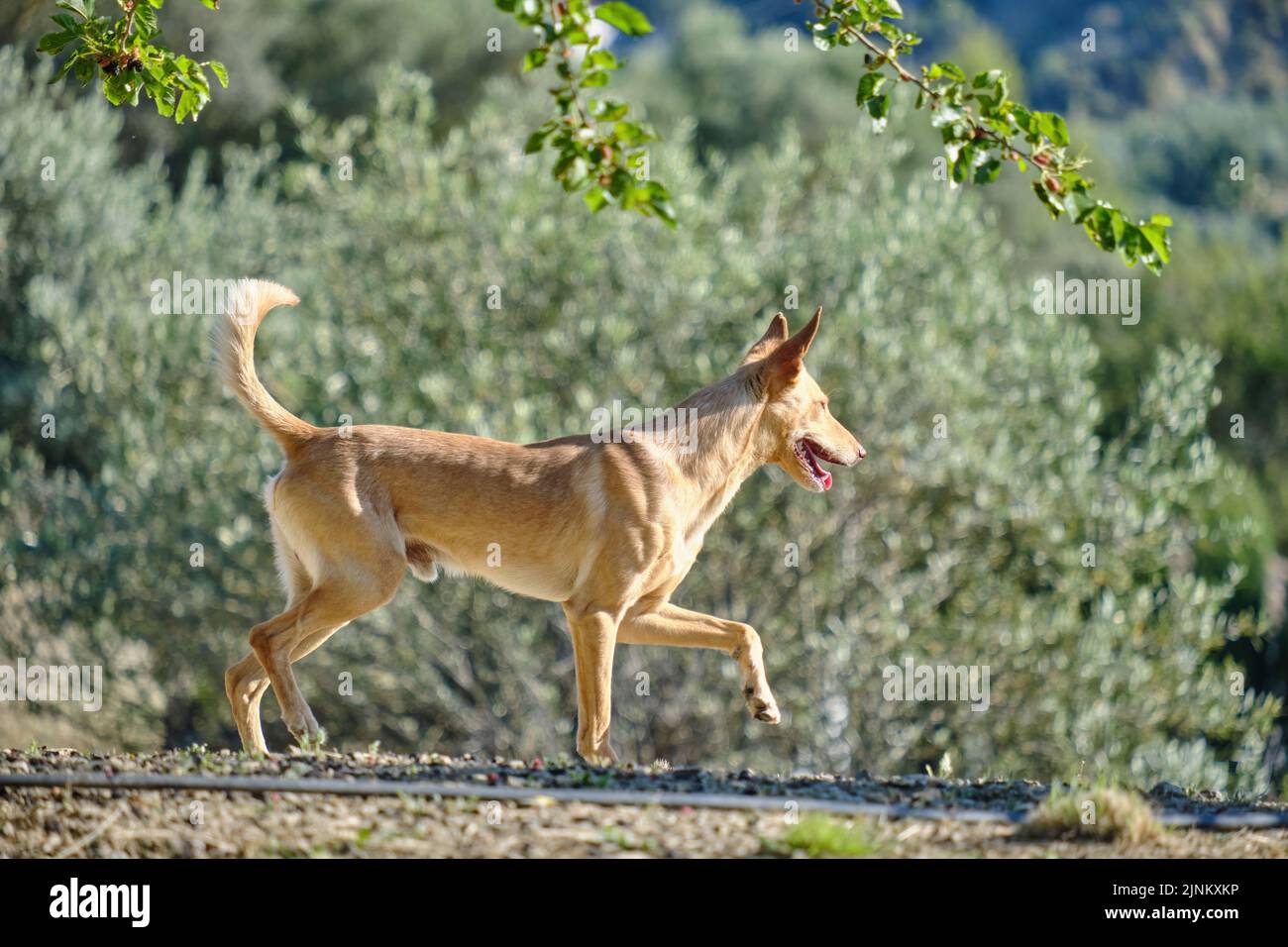 Junger brauner andalusischer Hund, der durch das Feld läuft, Jagdhund ...
