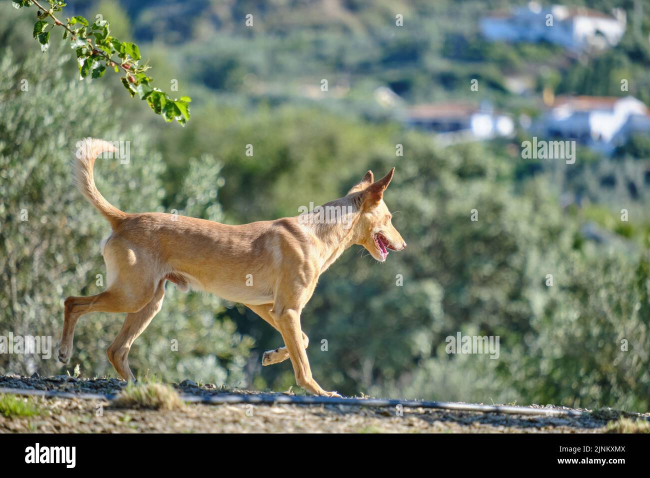 Junger brauner andalusischer Hund, der durch das Feld läuft, Jagdhund ...