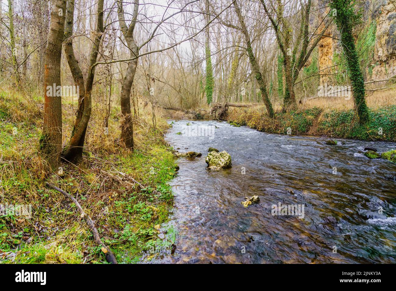 Herbstlandschaft mit blattlosen Bäumen und Bach durch den Wald. Stockfoto