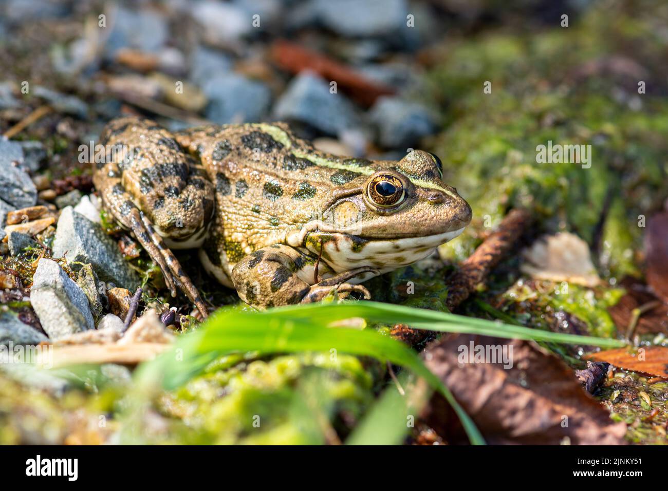 Makrofoto Natur Amphibien See Frosch sitzt am Ufer, fangen Fliegen. Die Textur des Frosches hintergrunds den Frosch auf der Wasseroberfläche Stockfoto