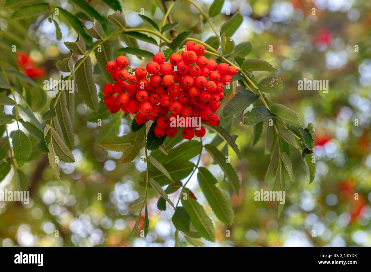 Rote Vogelbeeren auf einem Ast mit grünen Blättern in der Natur. Sorbus aucuparia. Beerenfrüchte aus nächster Nähe. Stockfoto