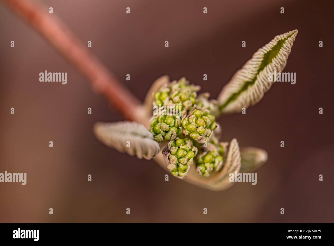Die interessante Knospe eines Dogwood Busches isoliert vor braunem Hintergrund Stockfoto