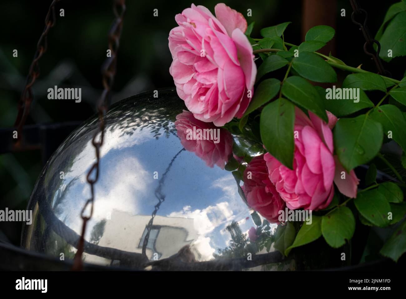 Rosa Rosenblüten spiegeln sich in einer Gartenglob zusammen mit blauem Himmel und einem modernen Gebäude Stockfoto
