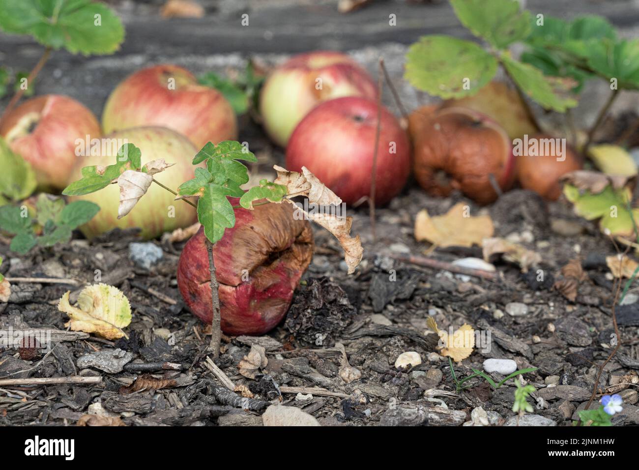 Faule Äpfel auf dem Boden Stockfoto