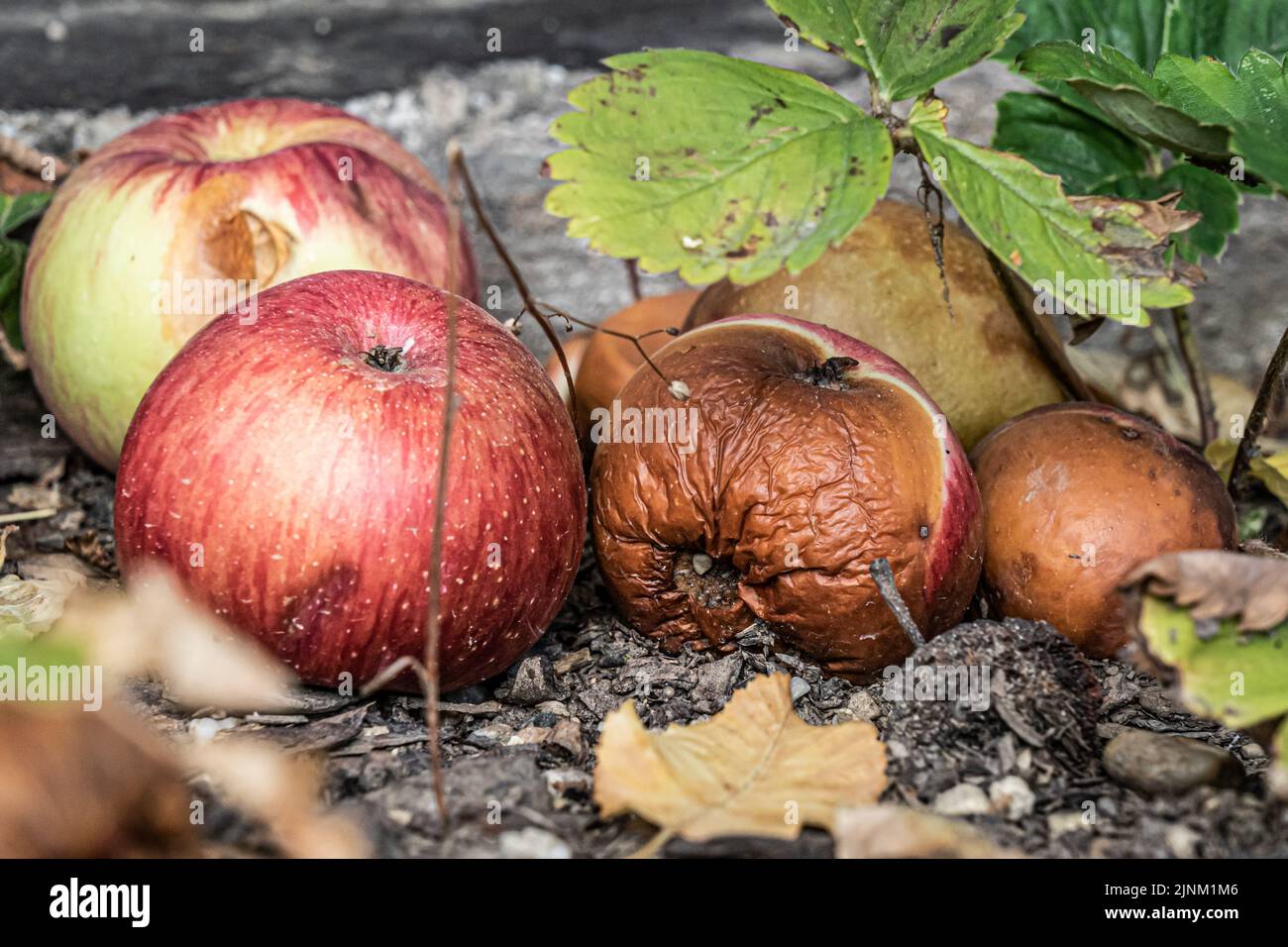 Faule und verfaulende Äpfel im Windfall Stockfoto