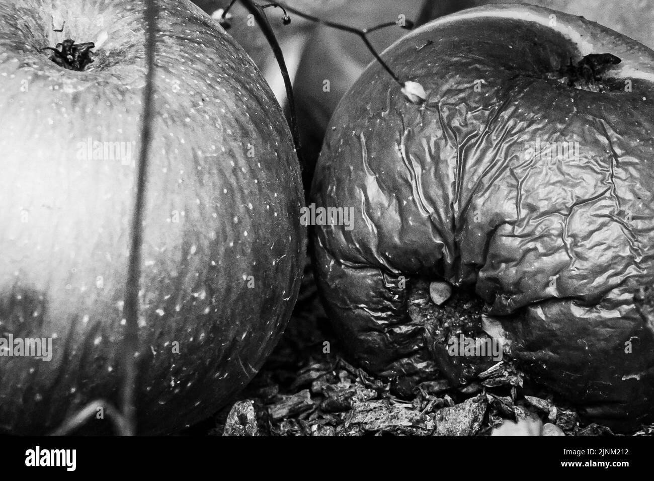 Nahaufnahme von faulen Äpfeln in schwarz und weiß Stockfoto