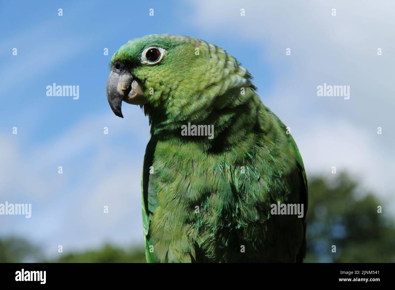 Ein schöner Papageienvögel aus dem grünen Mealy-Amazonas. Stockfoto