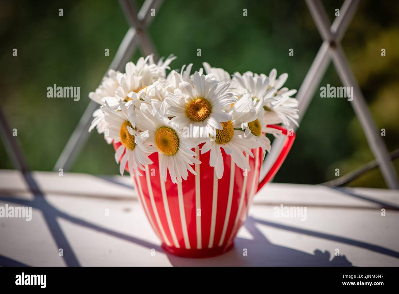 Strauß Gänseblümchen in einem gestreiften rot-weißen Becher im Garten. Sommerzeit Stockfoto