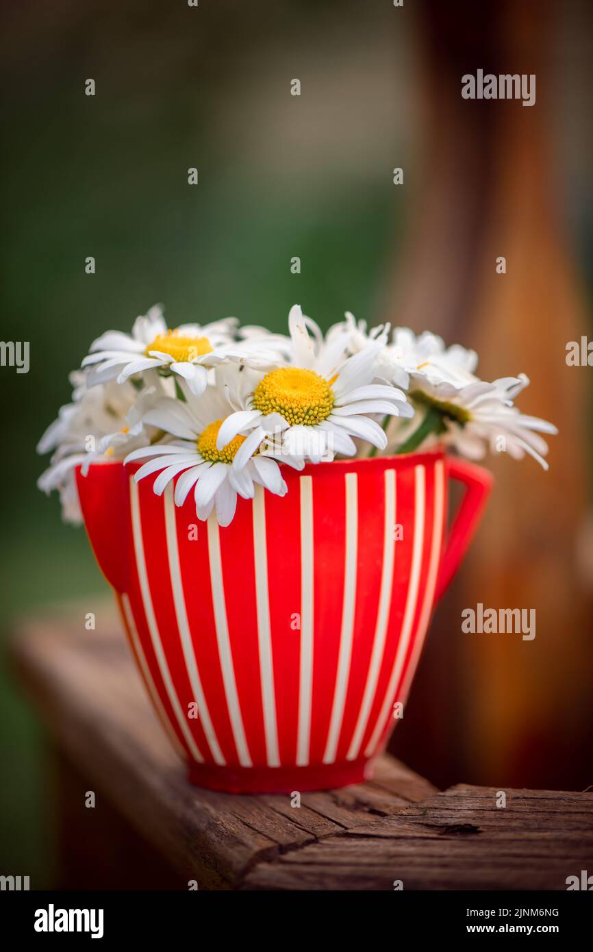 Strauß Gänseblümchen in einem gestreiften rot-weißen Becher im Garten. Sommerzeit Stockfoto