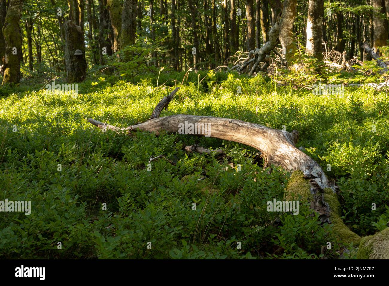 Vogesen Stockfoto