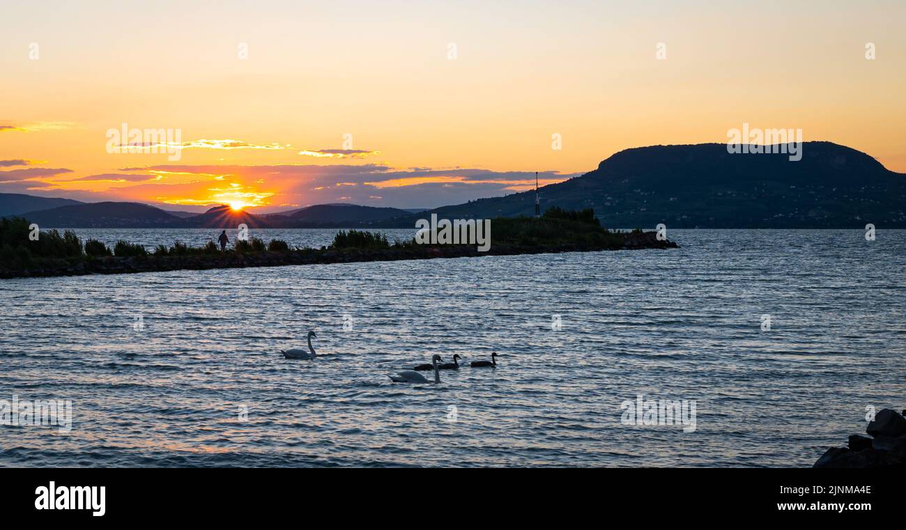 Malerische Aussicht auf Schwäne schwimmen im Plattensee, Ungarn, wie die Sonne hinter den fernen Hügeln untergeht Stockfoto