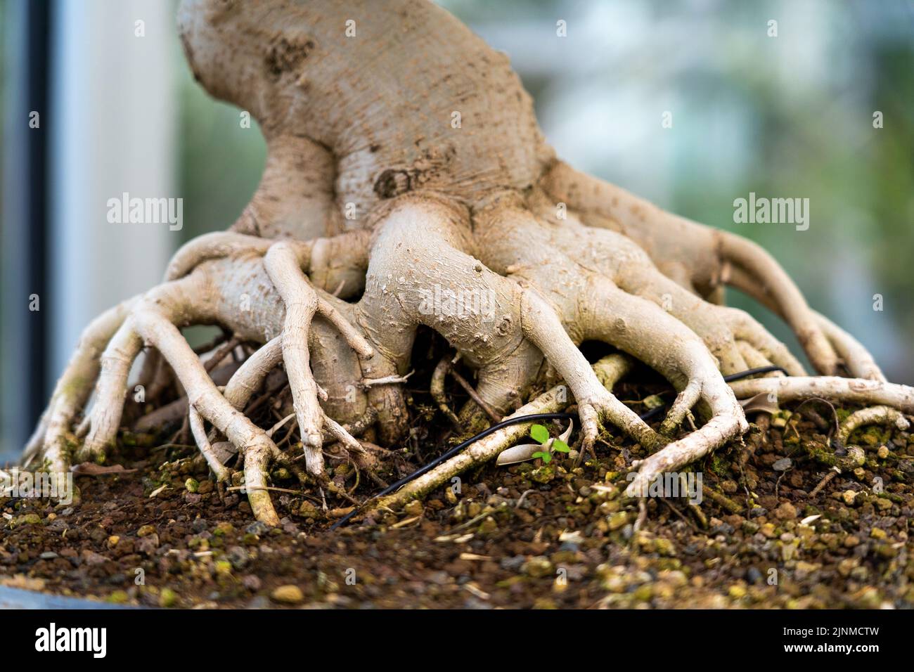 Bonsai-Baumwurzel, freiliegende Oberflächenwurzeln und die unterirdische Wurzelstruktur Stockfoto