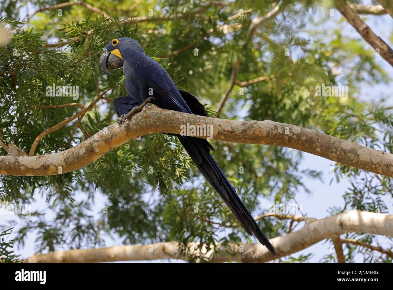 Hyazinth-Ara (Anodorhynchus hyacinthus) Erwachsener, der auf einem Ast sitzt und Samen isst Pantanal, Brasilien Juli Stockfoto