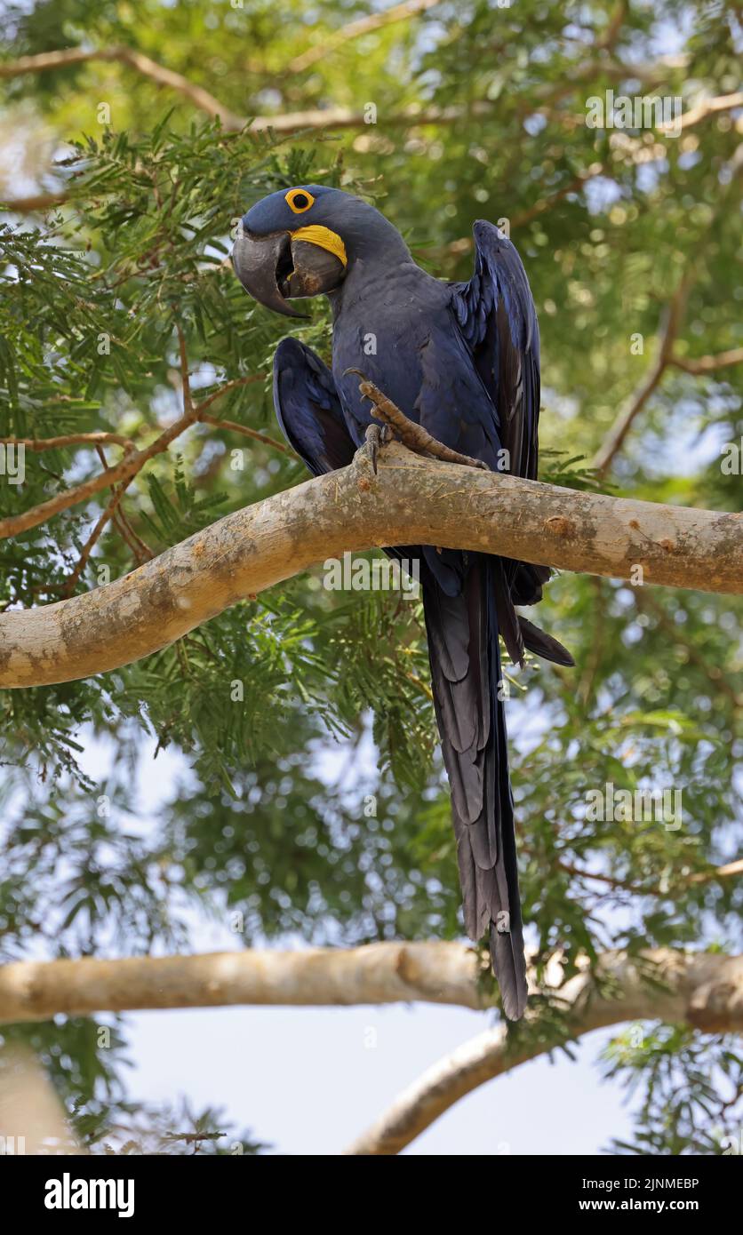 Hyazinthara (Anodorhynchus hyazinthus), Erwachsener, der auf dem Zweig Pantanal, Brasilien, thront Juli Stockfoto