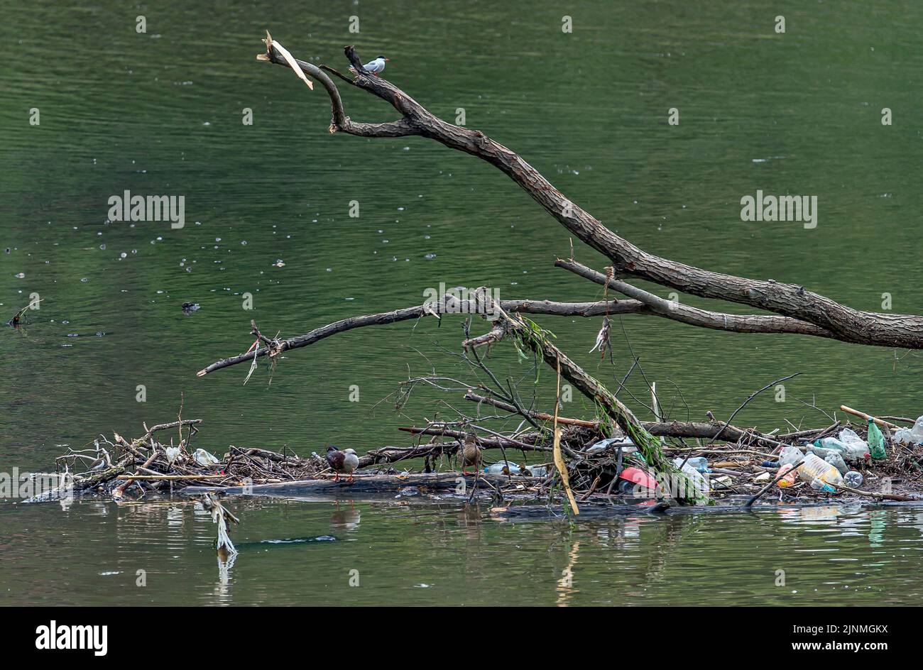 Nilgänse in einem verschmutzten Fluss Stockfoto