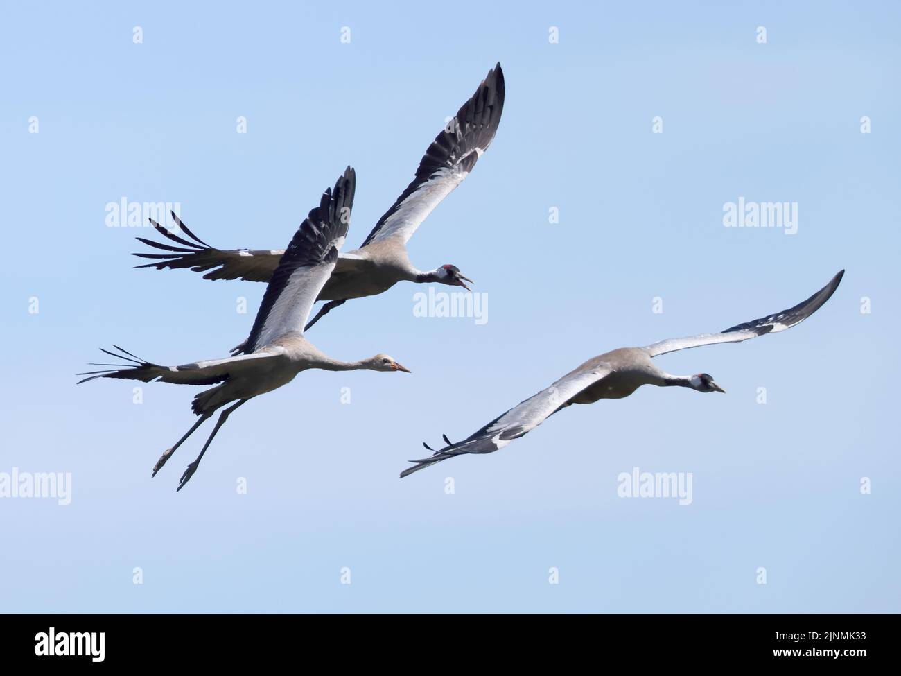 Eine Familie von Common Cranes, die in Slimbridge Gloucestershire, Großbritannien, landet Stockfoto