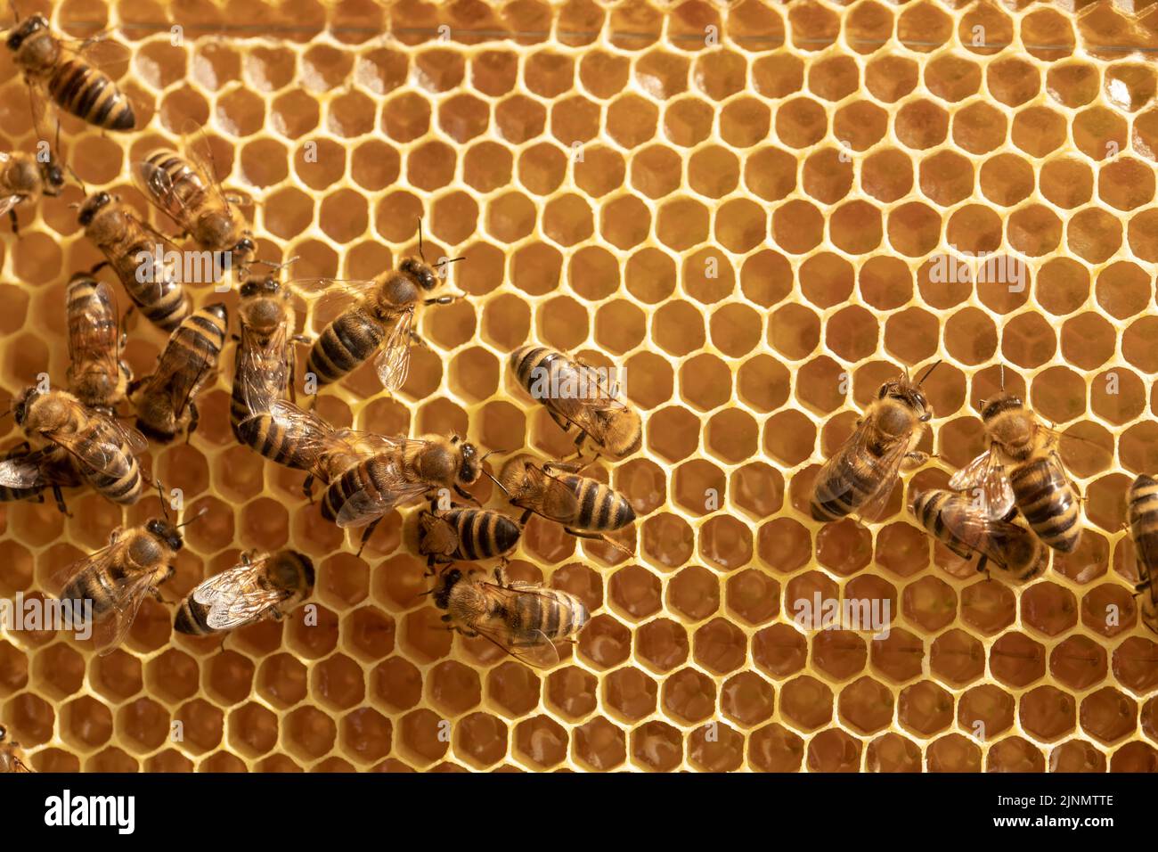 Hintergrund der Bienen auf Waben mit Honig. Insekten arbeiten an Rahmen im Bienenstock. Stockfoto