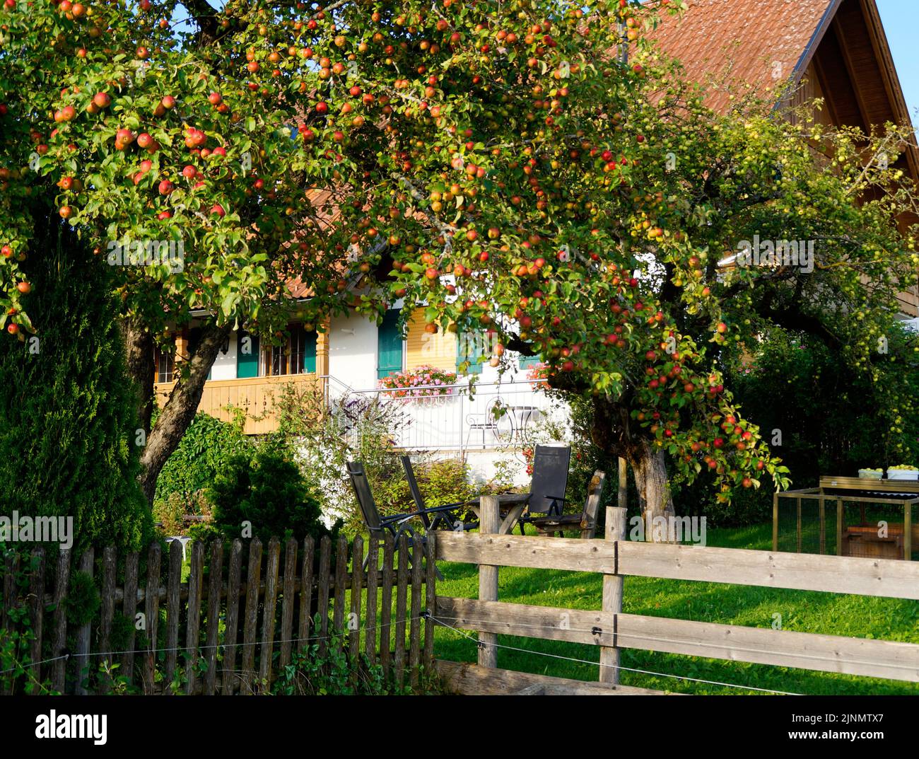 Die malerische bayerische Landschaft mit einem üppigen großen Apfelbaum in der Region Steingaden in den bayerischen Alpen, Allgäu, Bayern, Deutschland Stockfoto