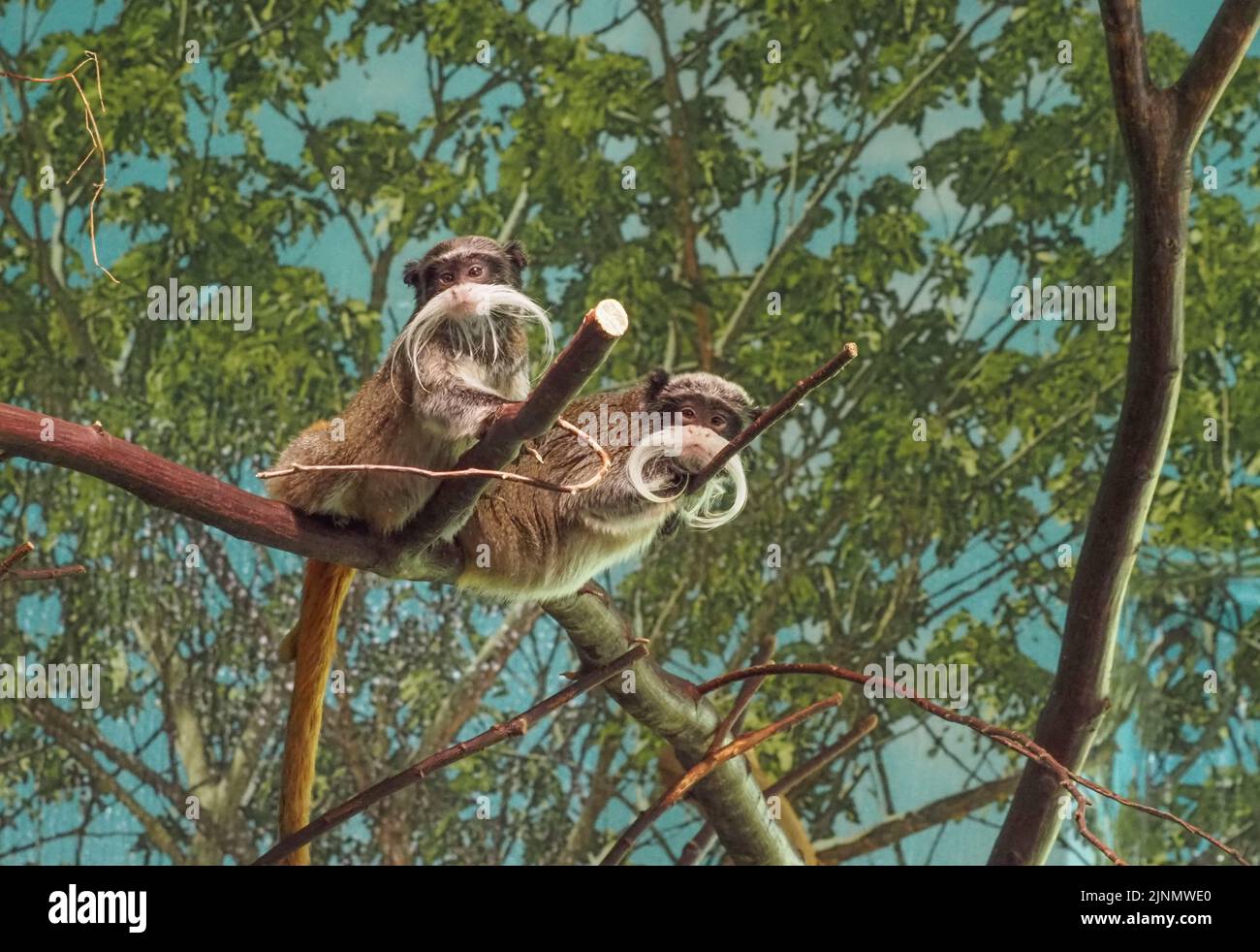 Zwei kaiserliche Tamarine auf einem Baum im Salzburger Zoo Stockfoto
